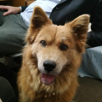 Red Haired fluffy dog with pointy ears looks at the camera.