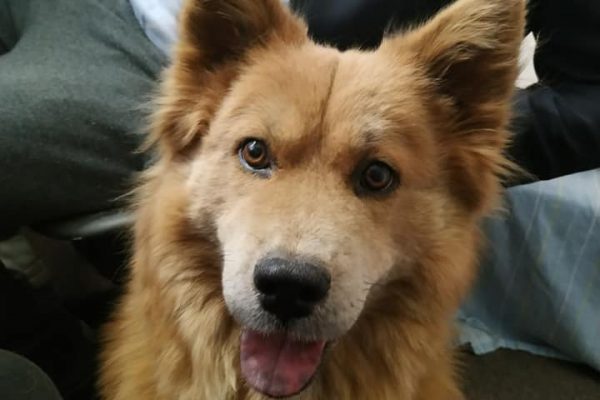 Red Haired fluffy dog with pointy ears looks at the camera.