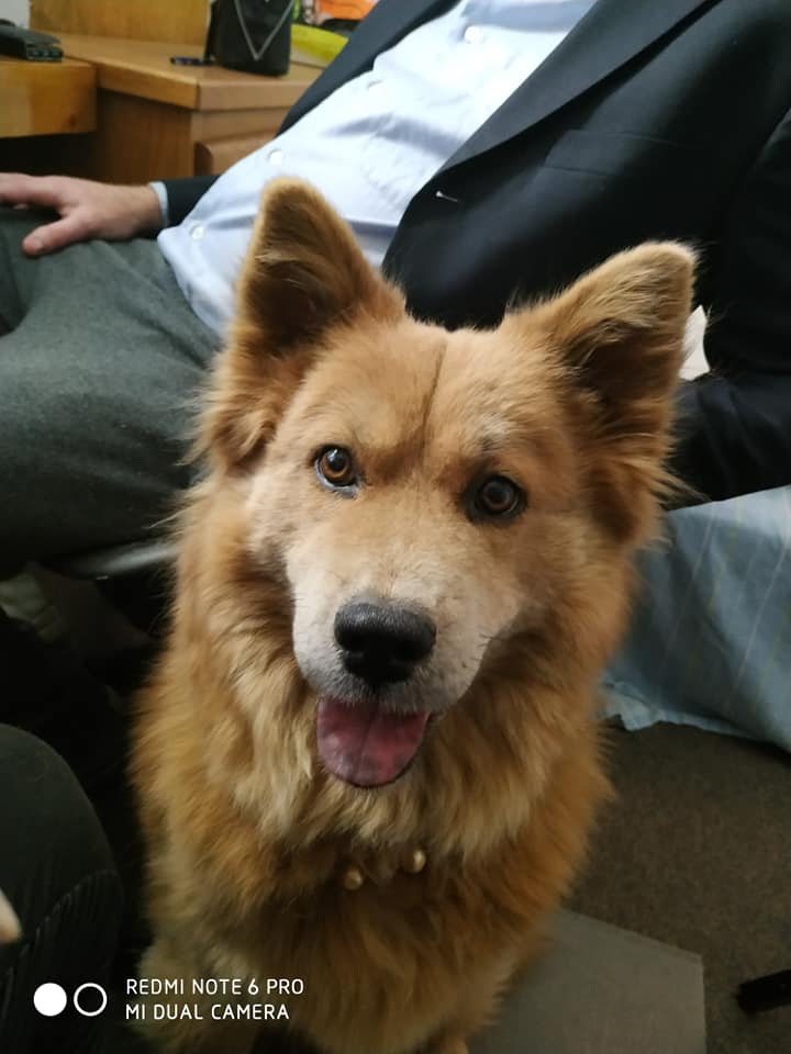 Red Haired fluffy dog with pointy ears looks at the camera.